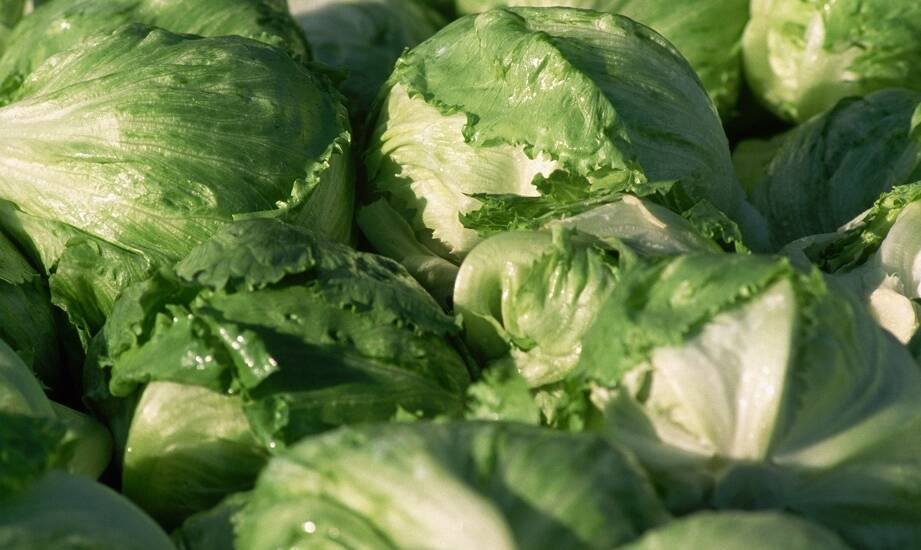 Odmiany nasion sałat odpornych na zmienne warunki pogodowe