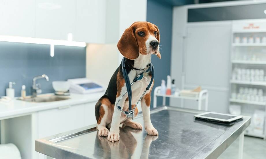 Różnorodność modeli rehabilitacyjnych stołów w kontekście medycyny weterynaryjnej