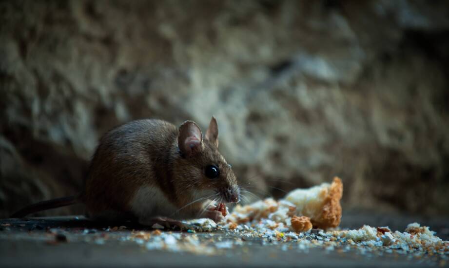 Dlaczego regularna kontrola jest ważna w walce z myszami?