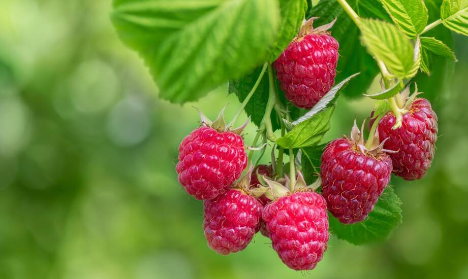 Jakie są najczęstsze wyzwania w uprawie maliny Husaria i jak sobie z nimi radzić?