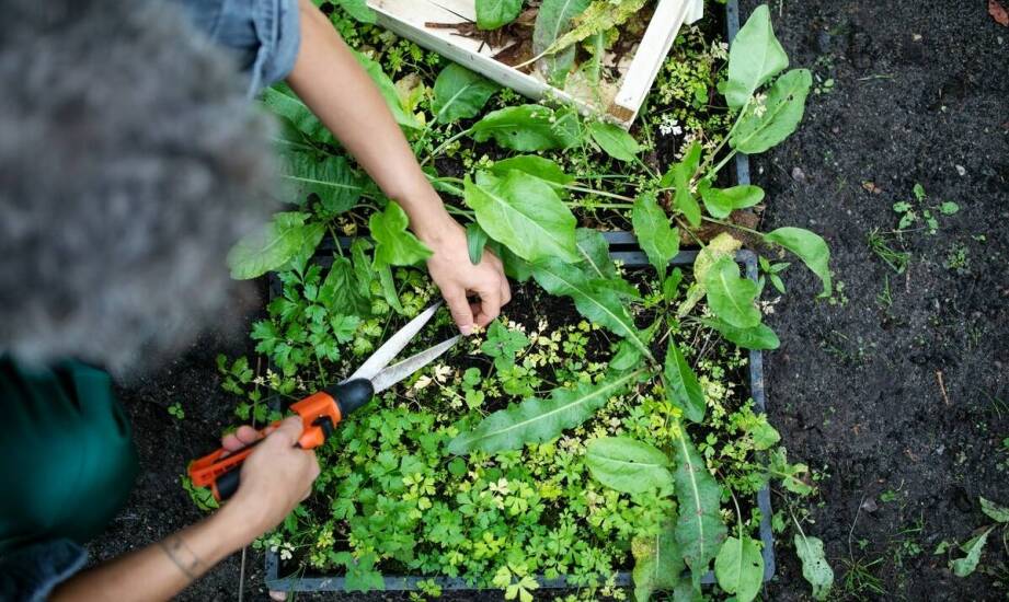 Ekologiczne aspekty nożyc do żywopłotu w zrównoważonym ogrodnictwie