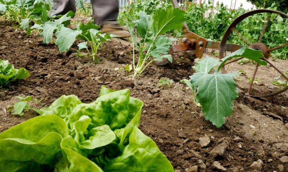 Wpływ mocy ogrodowych glebogryzarek na wydajność pracy w ogrodzie