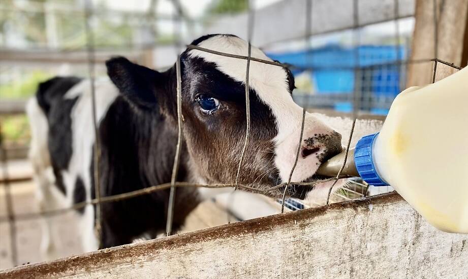 Wpływ mlekozastępczych na rozwój systemu immunologicznego u cieląt