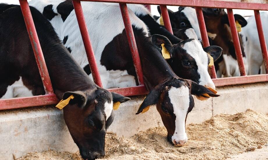 Rola antyoksydantów w poprawie zdrowia mlecznych krów