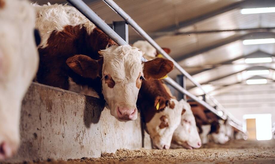 Wspomagające bolusy start laktacji: jak wpływają na zdrowie krów?