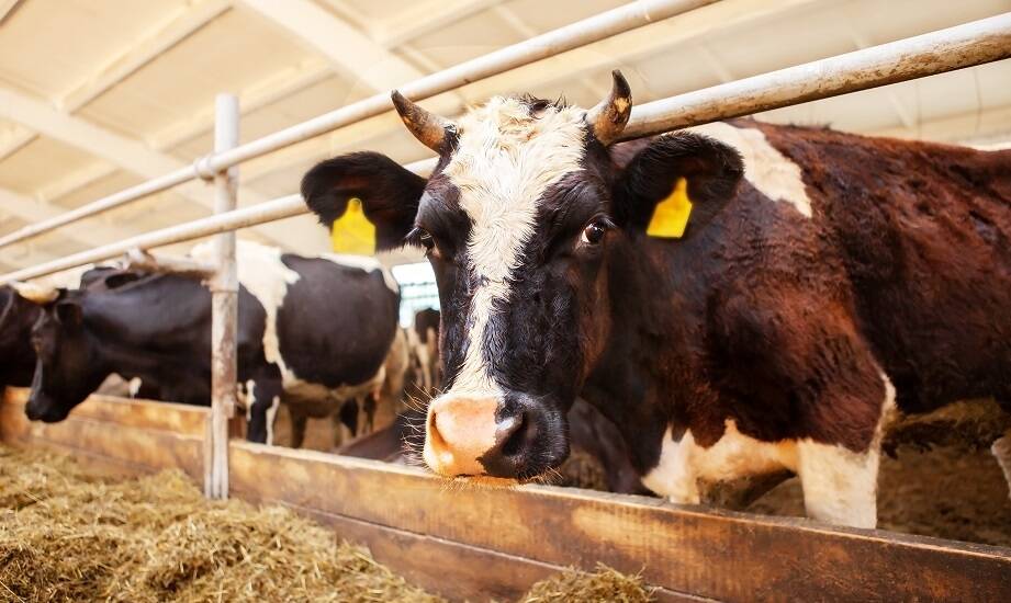 Jakie korzyści przynoszą wapniowe bolusy po wycieleniu?