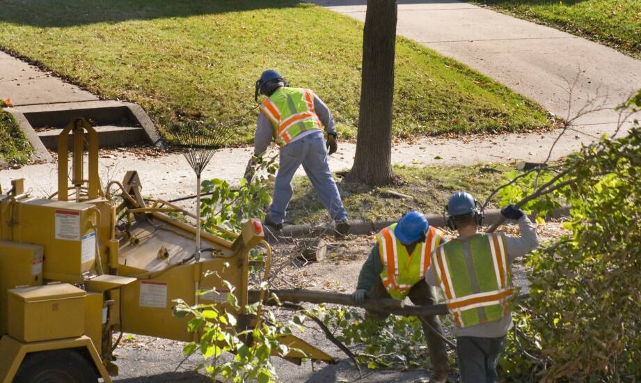 Jakie są najważniejsze czynniki wpływające na decyzję o wycince drzewa?