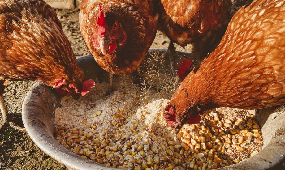 Wpływ zbilansowanych mieszanek na zdrowie i kondycję drobiu