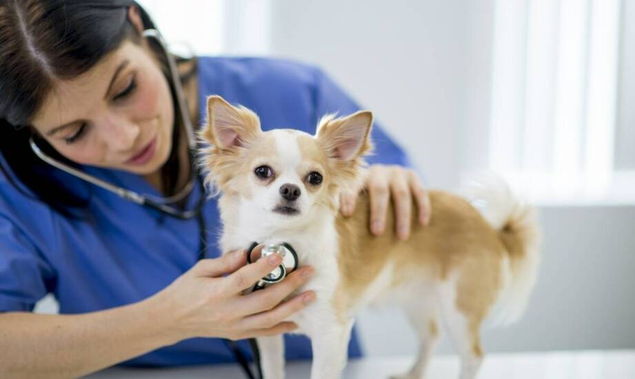 Rola dermatologii w opiece nad małymi zwierzętami