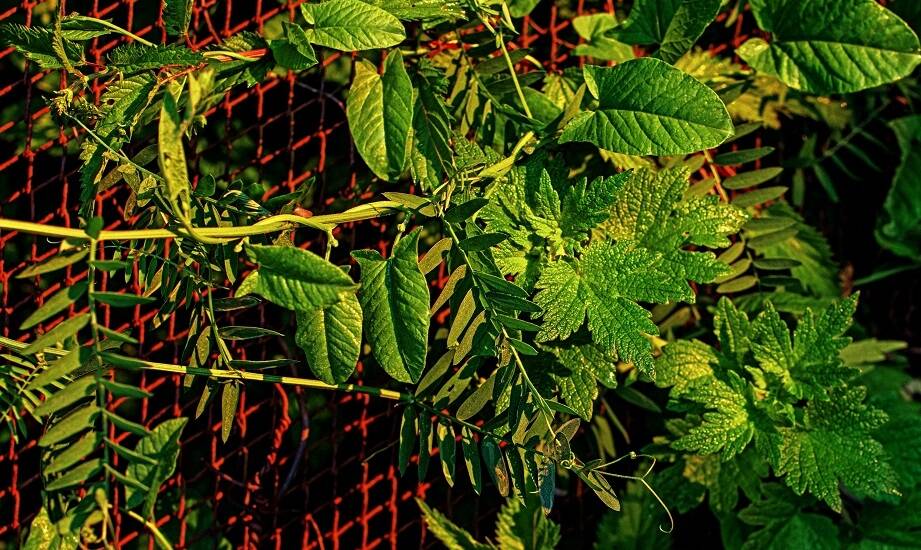 Metalowe ogrodowe kratki – eleganckie wsparcie dla Twoich roślin