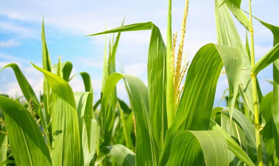 Jakie jare zboża wybrać dla lepszej odporności na choroby?