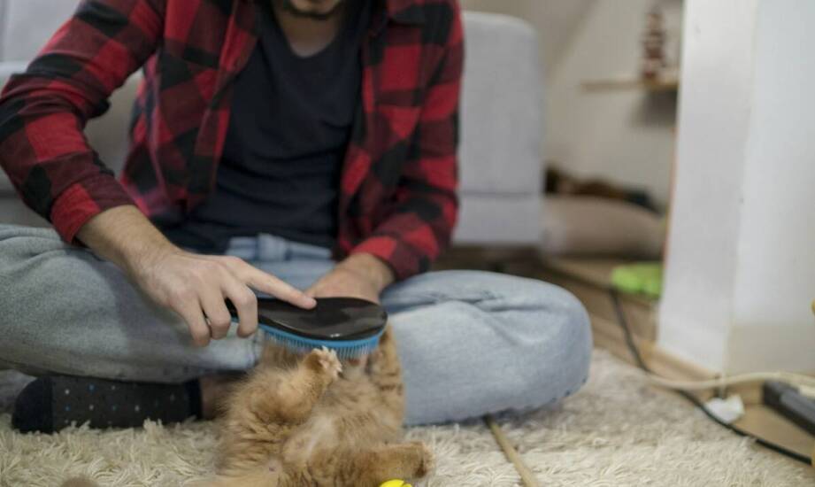 Dlaczego doświadczenie petsittera jest kluczowe w opiece nad starszymi kotami?