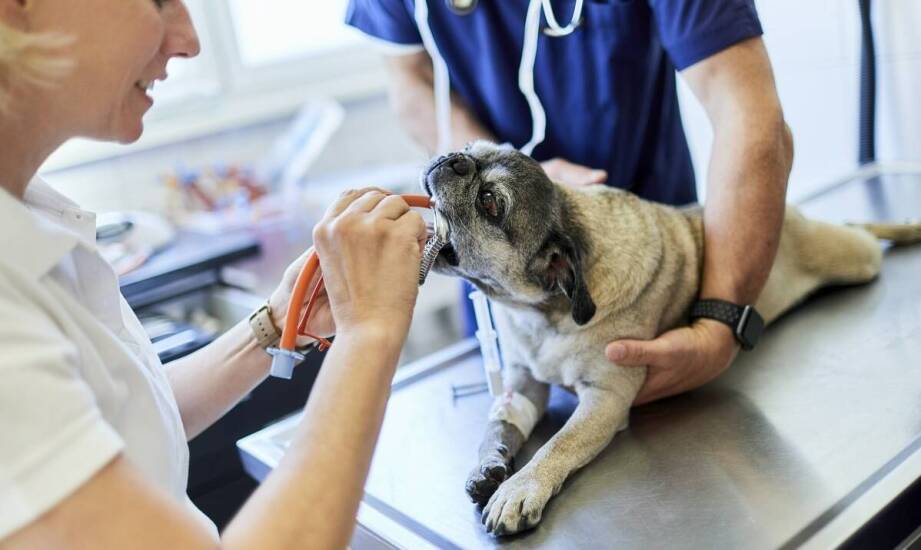Profilaktyka stomatologiczna jako klucz do zdrowej jamy ustnej u zwierząt