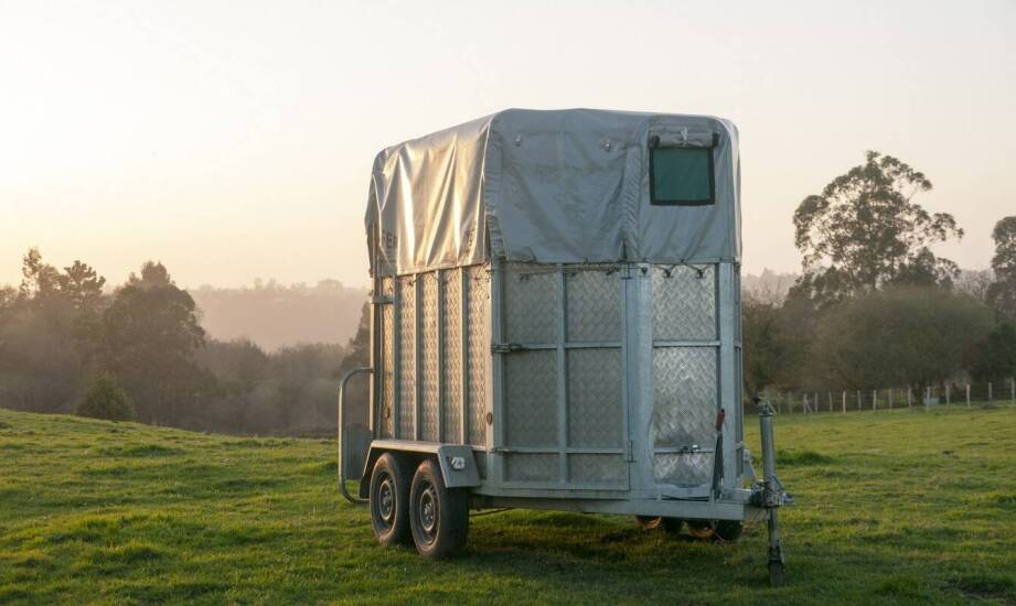 Skup bydła: Jak profesjonalny transport wpływa na komfort zwierząt?