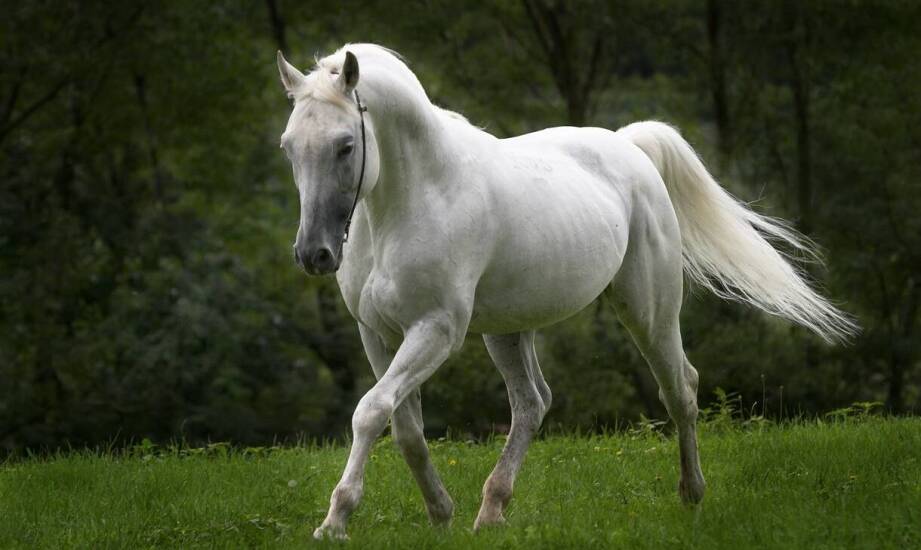 Znaczenie odpowiedniego utrzymania koni dla ich zdrowia i dobrostanu.