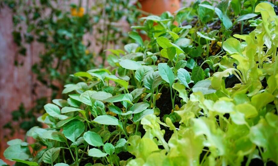 Rola loftowych kwietników w tworzeniu zielonych ścian w ogrodach