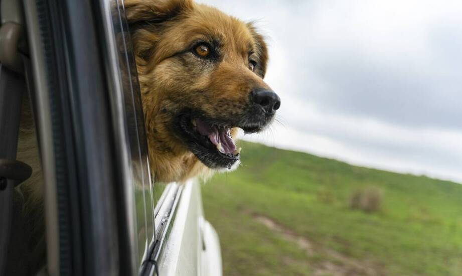 Jak transporter dla psa wpływa na bezpieczeństwo w samochodzie?