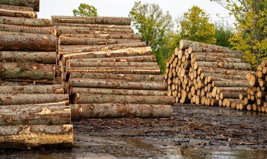 Kluczowe zalety wyboru silosów do trocin w przemyśle drzewnym