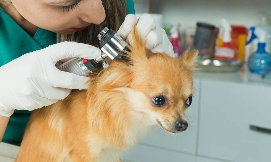 Jak dbać o higienę uszu i pazurów u psa między wizytami w salonie?