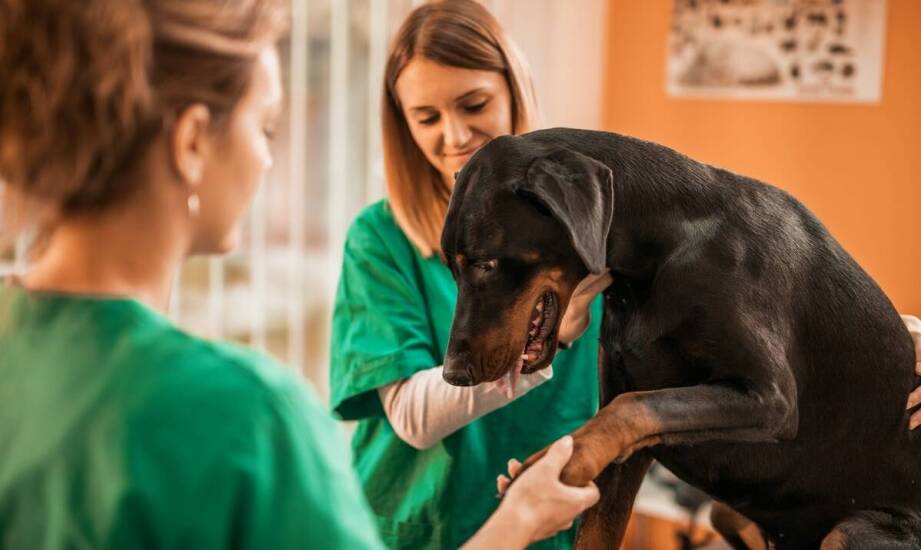 Opieka nad zdrowiem jamy ustnej u ciężarnych zwierząt