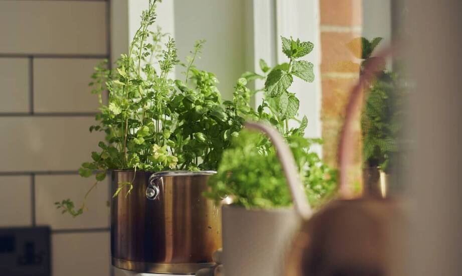 Przewodnik po pielęgnacji roślin na słonecznym parapecie w okresie letnim