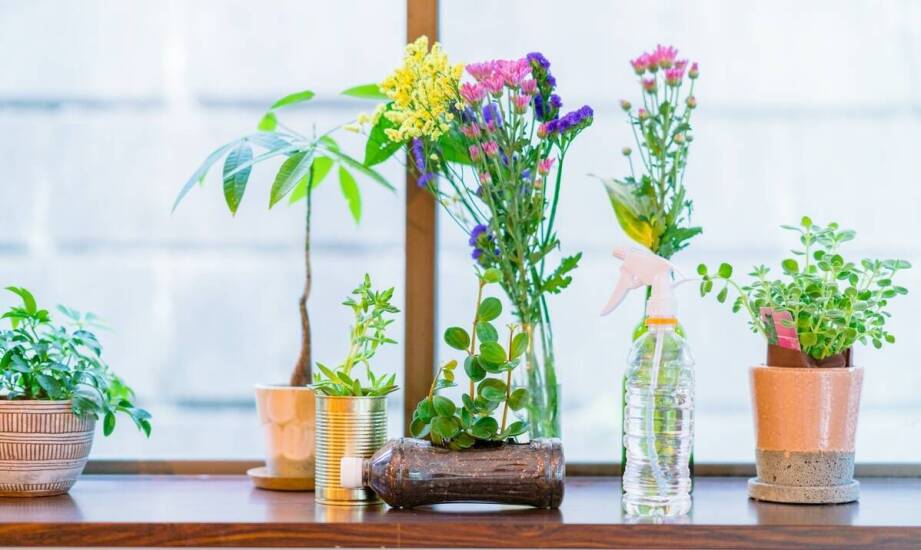 Sansewieria Coppertone – jak łączyć ją z innymi doniczkowymi roślinami?