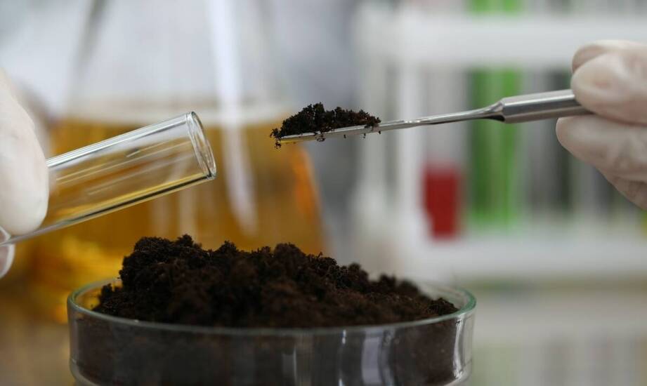 Jak kwasy fulwowe wpływają na metabolizm i trawienne procesy?