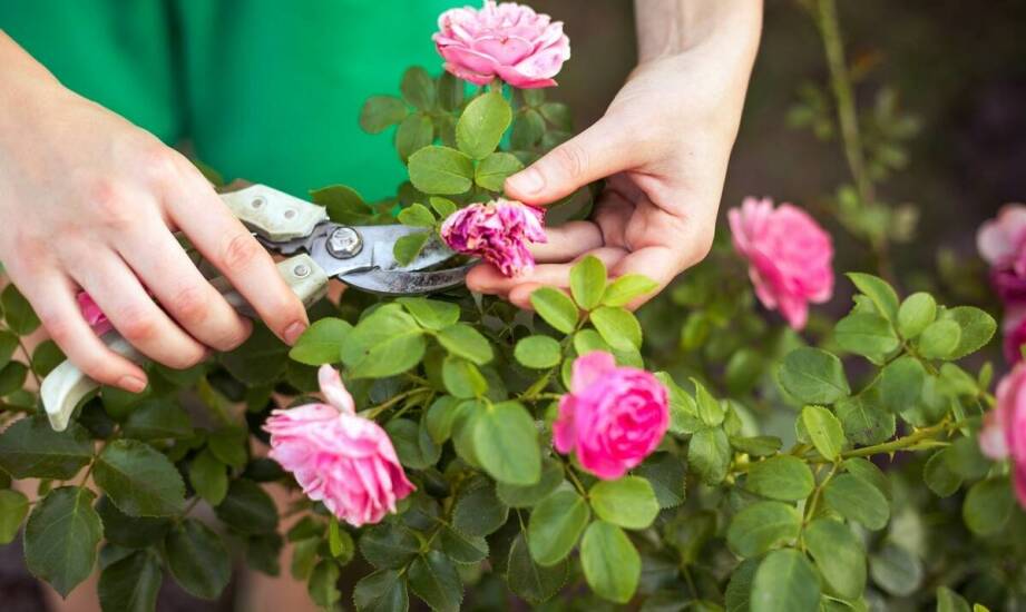 Jak cięcie wpływa na wzrost i kształt różowej robinii akacjowej szczepionej na pniu?