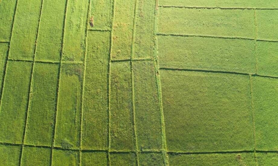 Jak zwiększyć plony dzięki odpowiedniemu doborowi klepiska dla kukurydzy?