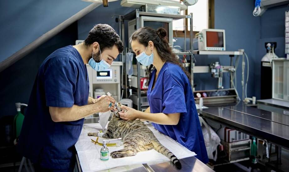 Czy sterylizacja kota może zapobiec problemom zdrowotnym w przyszłości?