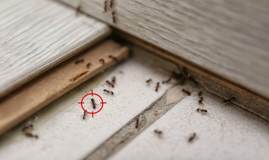 Jakie czynniki wpływają na skuteczność preparatów przeciw mrówkom?