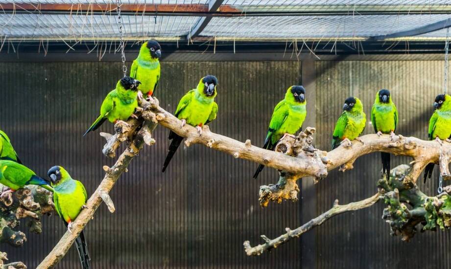 Papugarnia a ochrona gatunków – jak wspiera bioróżnorodność?