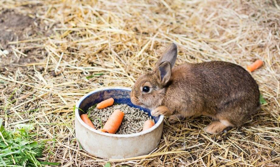 Wpływ jakości siana na zdrowie układu pokarmowego u królików