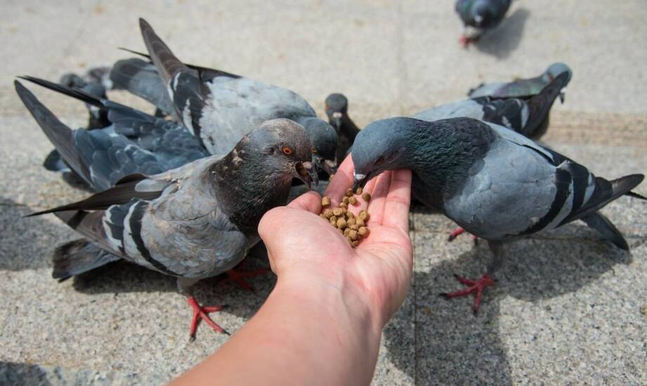 Preparaty dla gołębi: jak wpływają na ich regeneracyjne zdolności?
