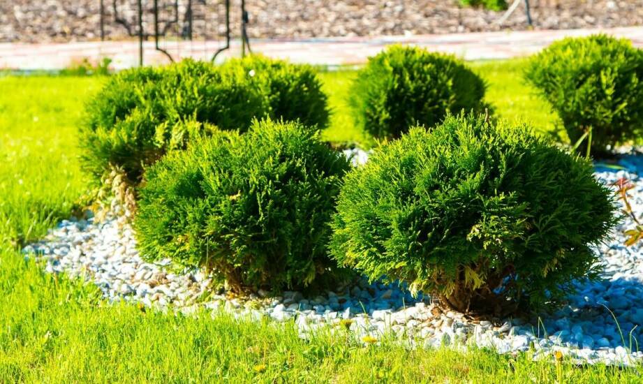 Wpływ różnych odmian płożącego jałowca na estetykę ogrodu