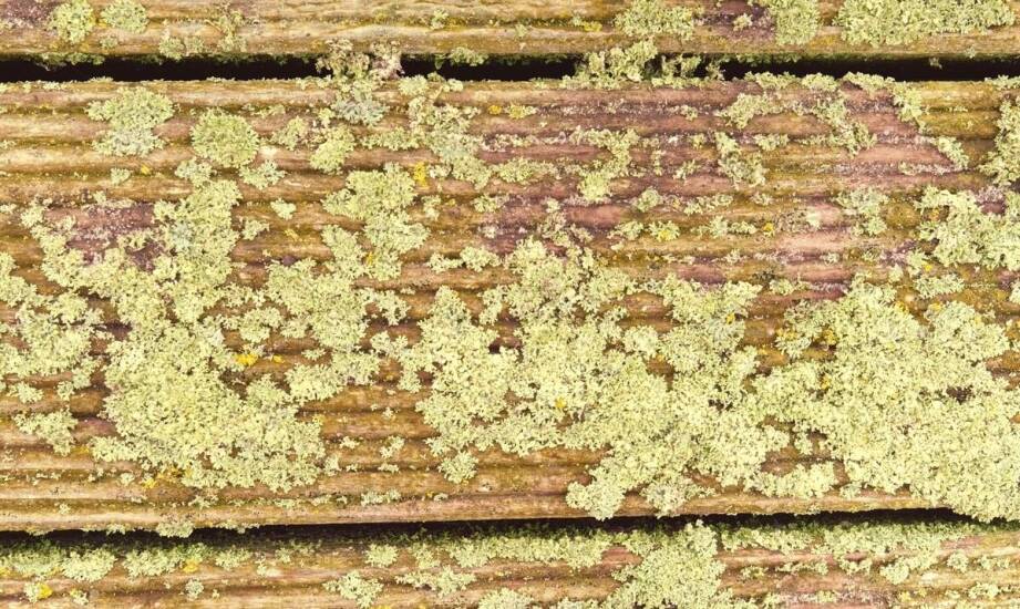 Wpływ warunków atmosferycznych na rozwój zielonego nalotu na drewnie.