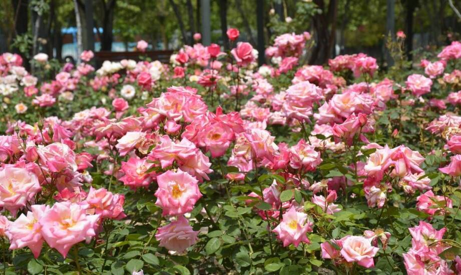 Ozdobne róże: jak wybrać odpowiednie stanowisko dla lepszego kwitnienia?