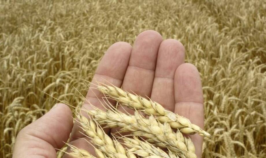 Skuteczne metody czyszczenia zboża przed skupem