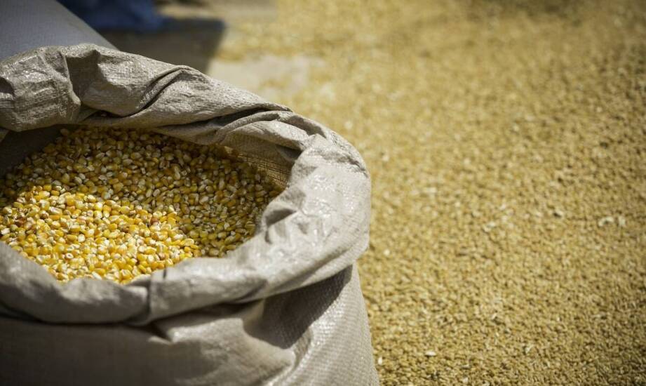 Dlaczego warto powierzyć skup mokrej kukurydzy specjalistom?