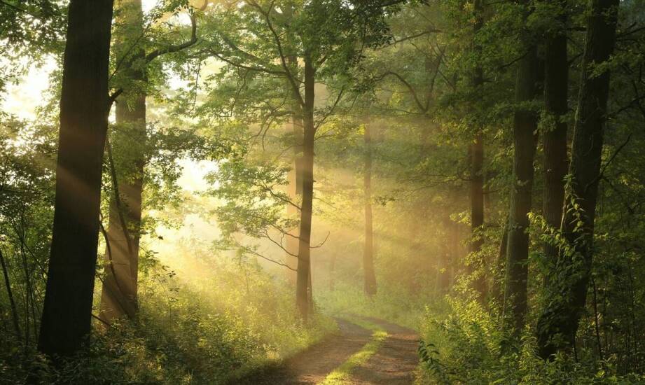 Inwentaryzacja drzew i zieleni jako narzędzie do walki z zmianami klimatu