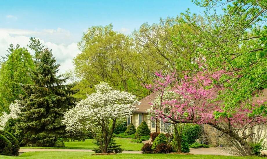 Leczenie drzew i krzewów jako istotny element ochrony miejskiego środowiska