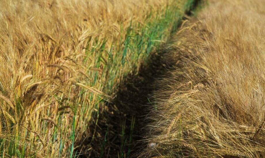 Jakie są różnice w plonowaniu między zaprawioną a niezaprawioną pszenicą?