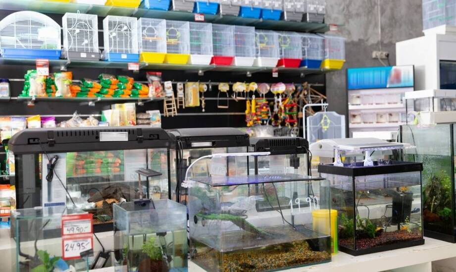 Jak zoologiczny sklep dba o zdrowie żywych zwierząt? Znaczenie weterynaryjnej kontroli