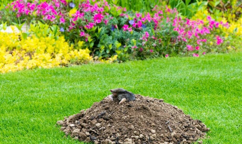 Zwalczanie kretów w ogrodach – jakie są najskuteczniejsze rozwiązania?