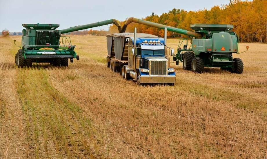 Jak elastyczne terminy odbioru ułatwiają sprzedaż rzepaku?