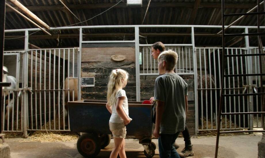 Dlaczego wynajem stajni jest korzystnym rozwiązaniem dla młodych hodowców?