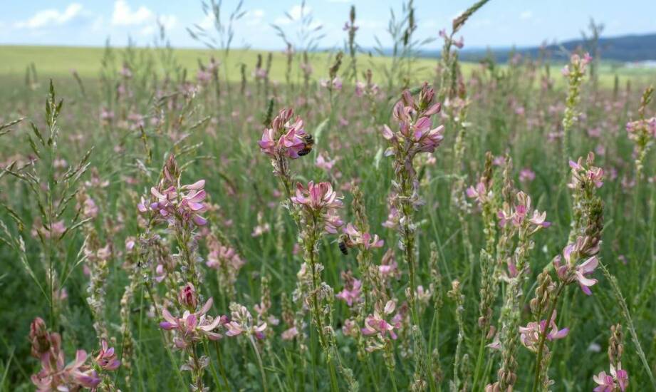 Najlepsze techniki uprawy wyki do zwiększenia miododajności