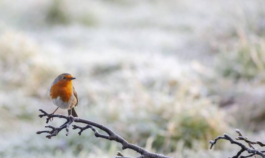 Robinia na pniu – jak wkomponować ją w aranżacje ogrodowe?