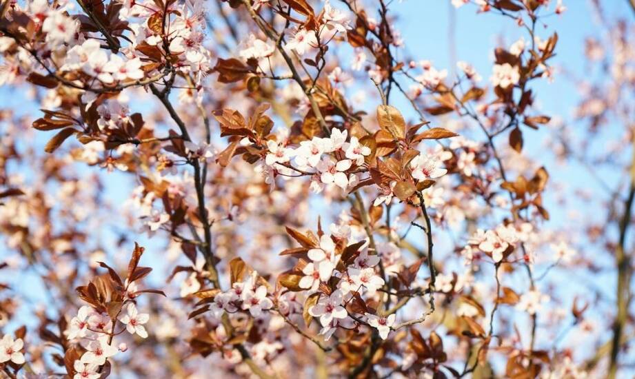 Jakie są świetlne wymagania dla roślin kwitnących na pniu?