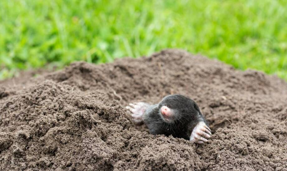 Profesjonalne zwalczanie kretów – dlaczego warto zaufać ekspertom?